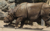 Paused at Indian rhinoceros area. mImg_1689.jpg