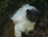 Cant remember what this sad-appearing monkey (behind glass) is. mImg_1695.jpg