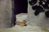 Opening to Home nest (and bars). mImg_2321r.jpg