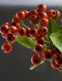 Pyracantha Berries