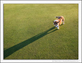 Me and My Shadow