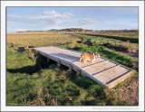 Salt Marsh Walk