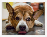 Hang Dog