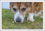 Take Time to Sniff the Daisies