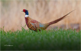   Ring-necked Pheasant 