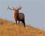  Elk