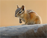  Chipmunk