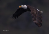  Bald Eagle 