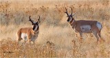  Pronghorn Antelope 