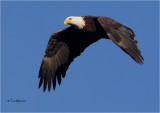  Bald Eagle 