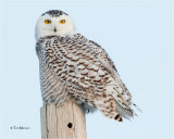  Snowy Owl 