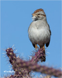  Rufous-winged Sparrow