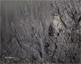  Sage Thrasher 