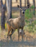 Mule Deer  (doe)