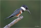 Belted Kingfisher