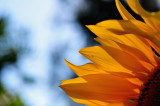 DSC_7647c.jpg