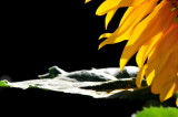 DSC_7650c.jpg