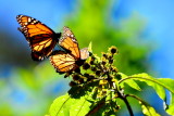 Monarch Butterfly valley,Mexico.