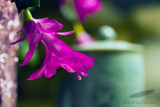 12/14/2012 - _MG_8902.jpg