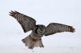 Northern Hawk Owl