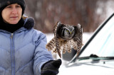Owl Banding 2013