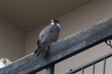 IMG_0008-1.jpg