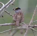 Golden-crowned Sparrow 425