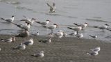 Terns and Gulls 216