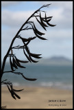 Flax at the beach