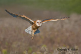 Barn Owl  ( captive )