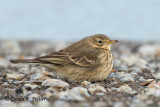 American Pipit