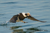 Long - tailed Duck  17