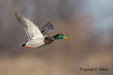 Mallard