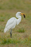 Great Egret with prey