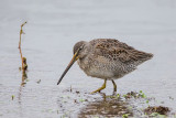 Longbilled Dowitcher