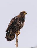 Bald Eagle_Juvie