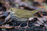 Ovenbird