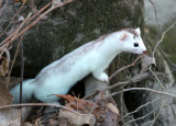 Hermine / Stoat