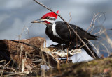 Grand pic / Pileated Woodpecker