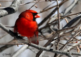 Cardinal Rouge / Northern Cardinal