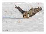 Chouette pervire / Northern Hawk Owl