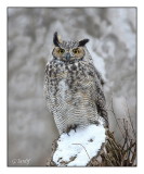 Grand Duc / Great Horned Owl