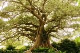  Moreton Bay Fig Tree at the Royal Botanic Gardens in Sydney 
