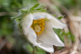 European Pasqueflower ~ Pulsatilla Alba