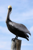 The Everglades, Everglade City, Smallwood Store - February 17, 2012