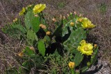 Cactus in Fort Desoto