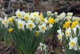 A Daffodil Study (21)