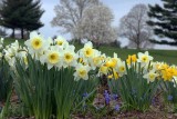 A Daffodil Study (35)