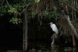 Seen in the pond in front of the gallery. 