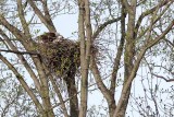 Eaglet Feeding Time (61)